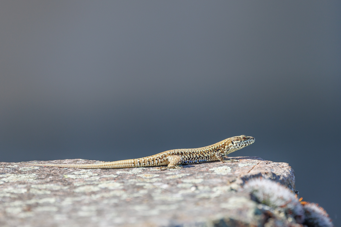 Mauereidechse [Podarcis muralis]