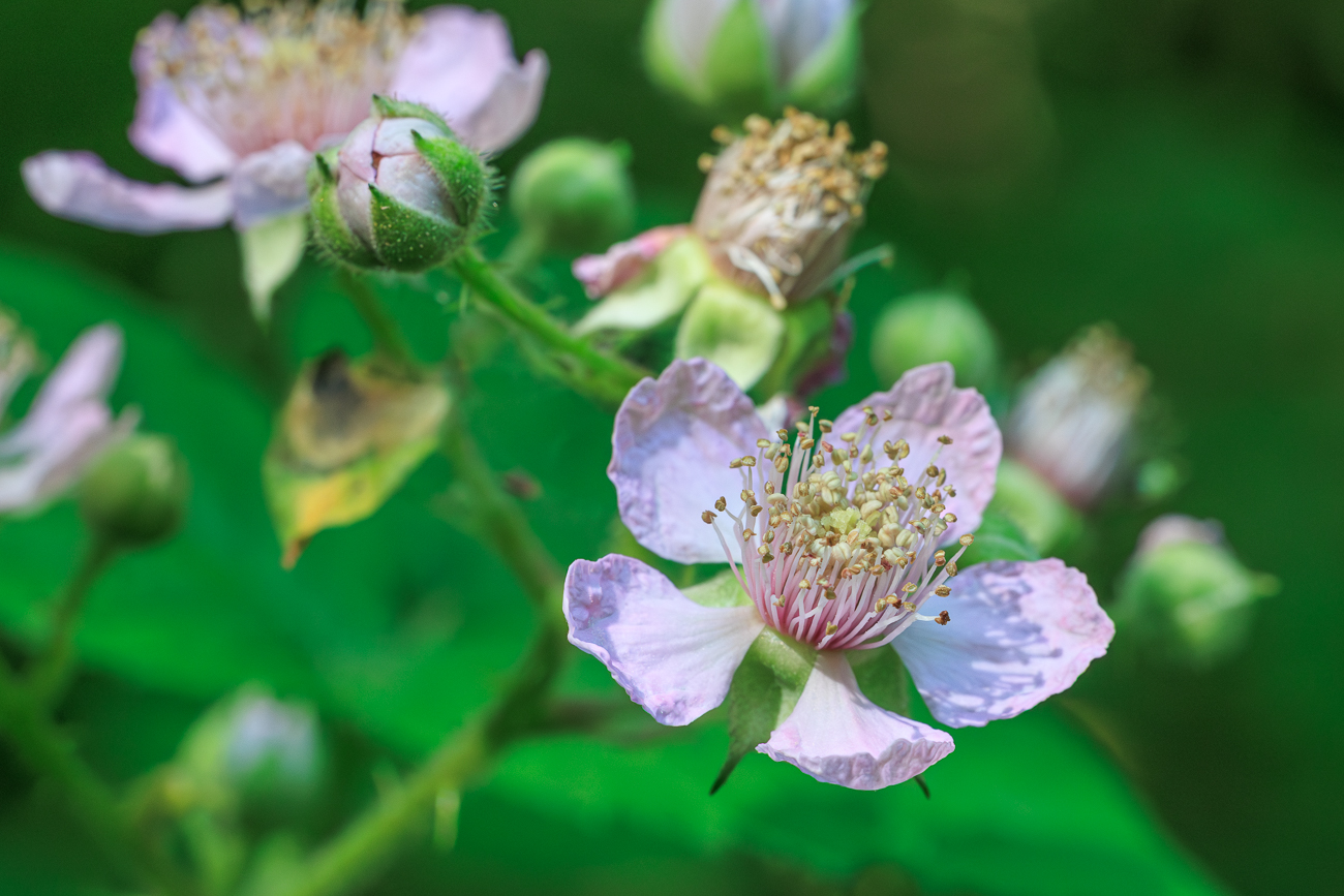 Scharfe Brombeere [Rubus scaber Weihe]