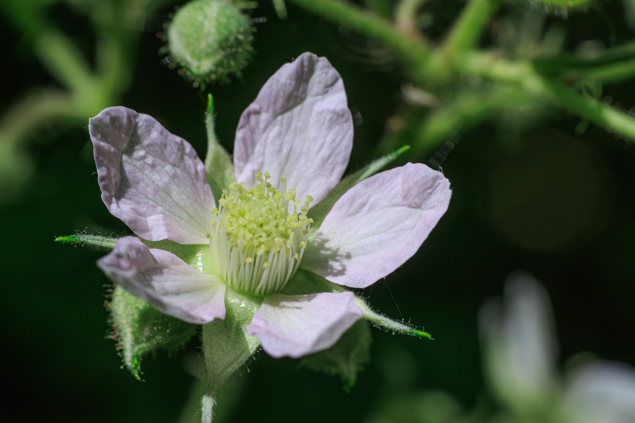 Scharfe Brombeere [Rubus scaber Weihe]