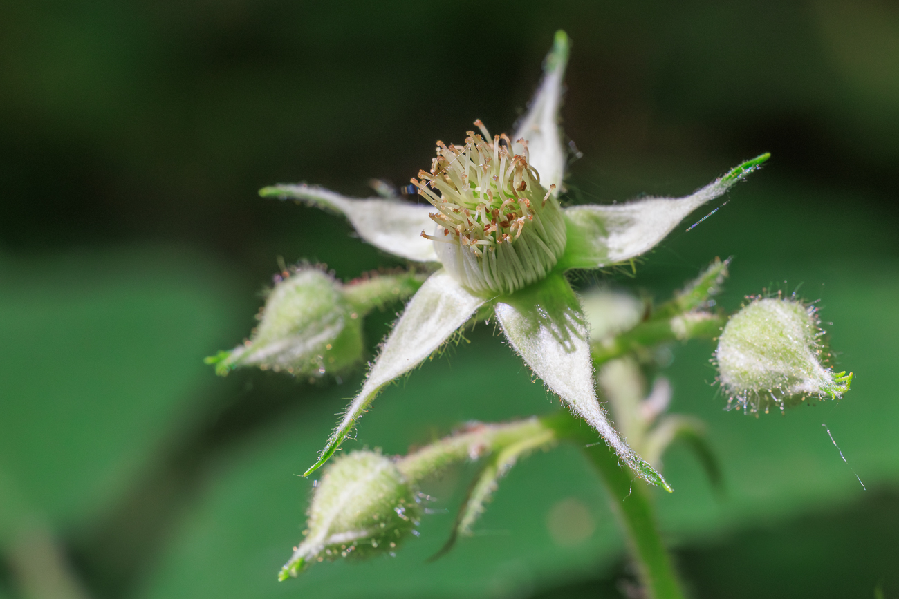 Himbeere [Rubus idaeus L.]