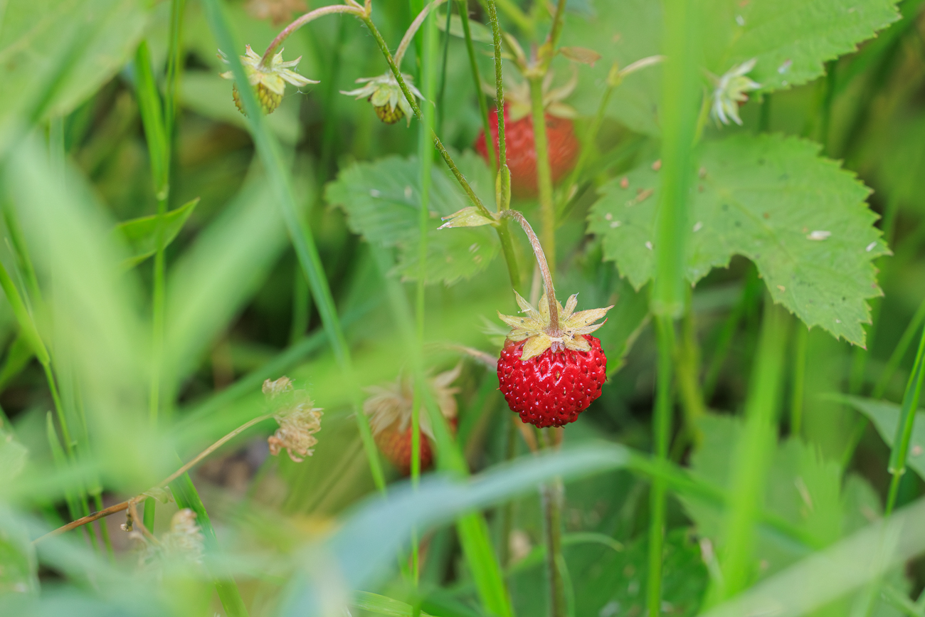 Walderdbeere [Fragaria vesca]