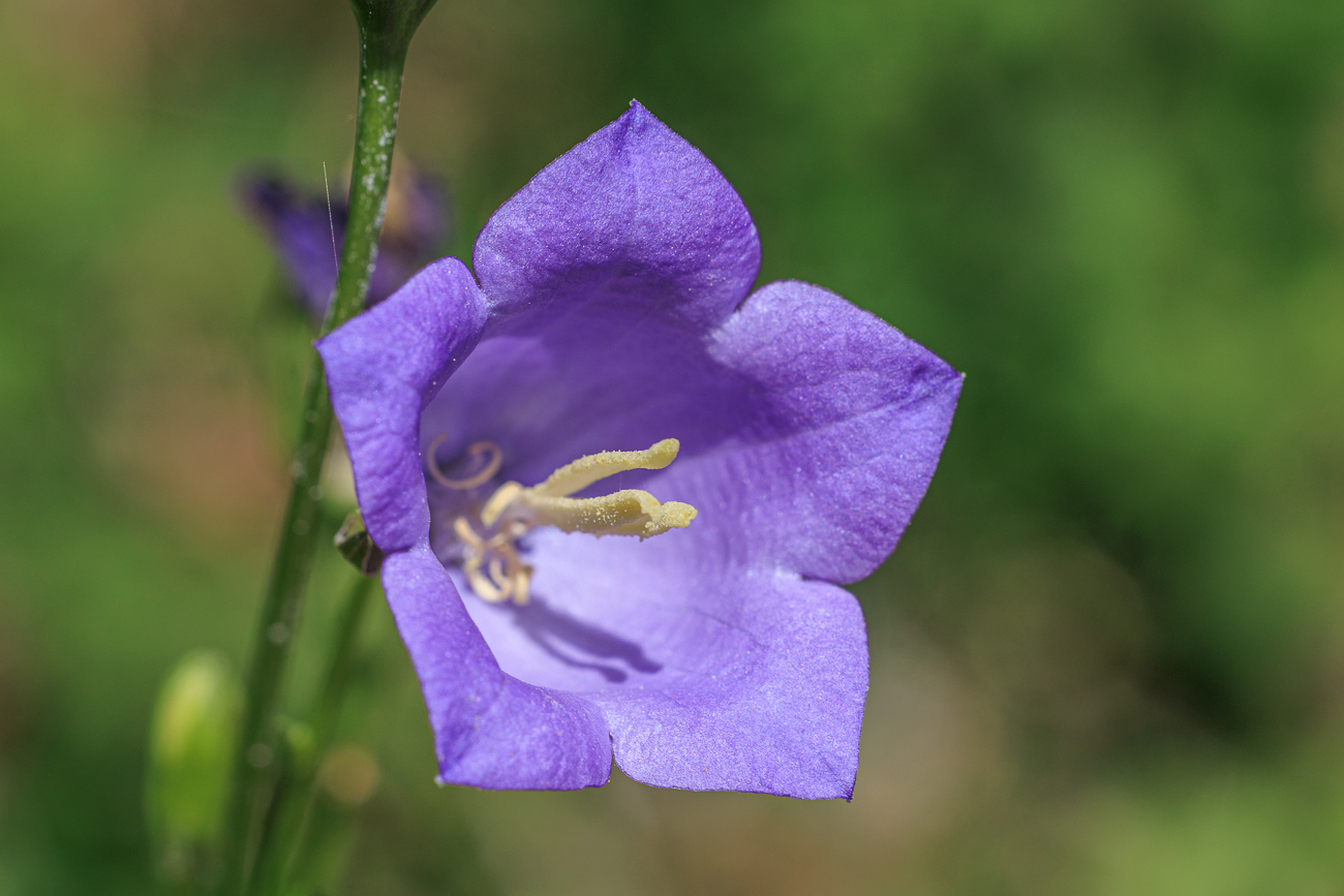 Waldglockenblume [Campanula persicifolia L.]