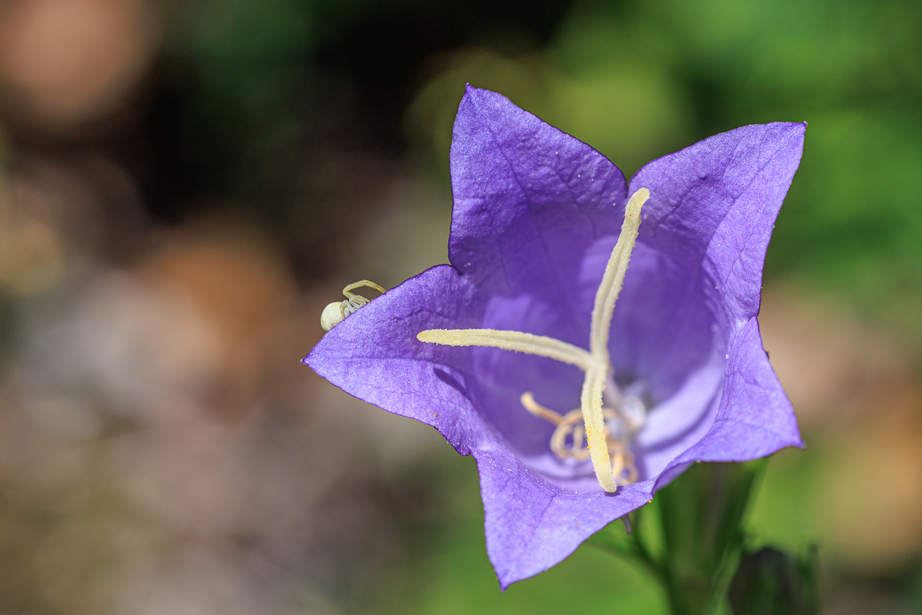 Waldglockenblume [Campanula persicifolia L.] mit Spinne