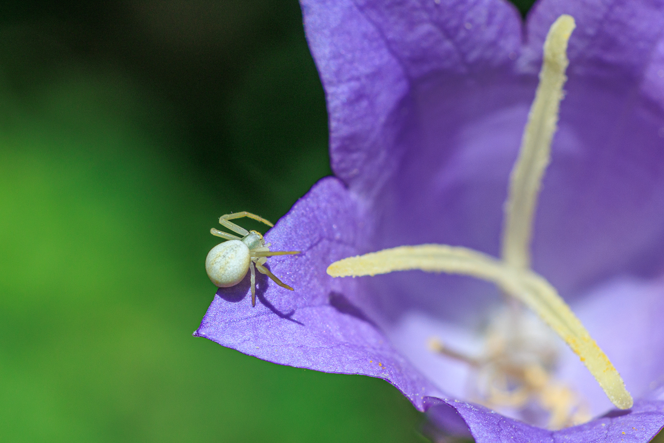 Waldglockenblume [Campanula persicifolia L.] mit Spinne