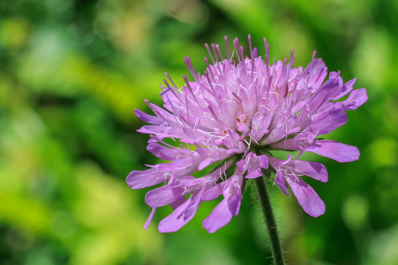 Wald-Witwenblume [Knautia dipsacifolia]