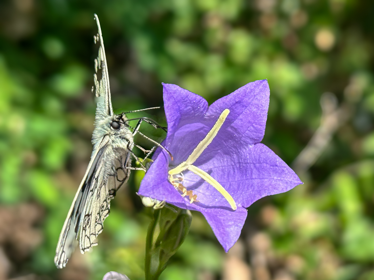 Waldglockenblume [Campanula persicifolia L.] mit Schachbrettfalter