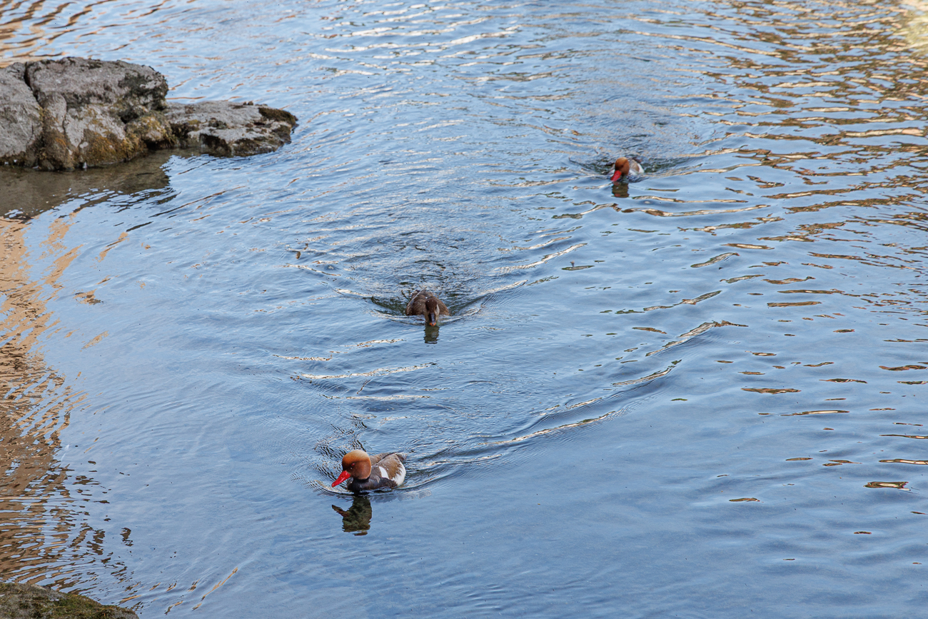 Kolbenenten [Netta rufina] auf dem Fluss