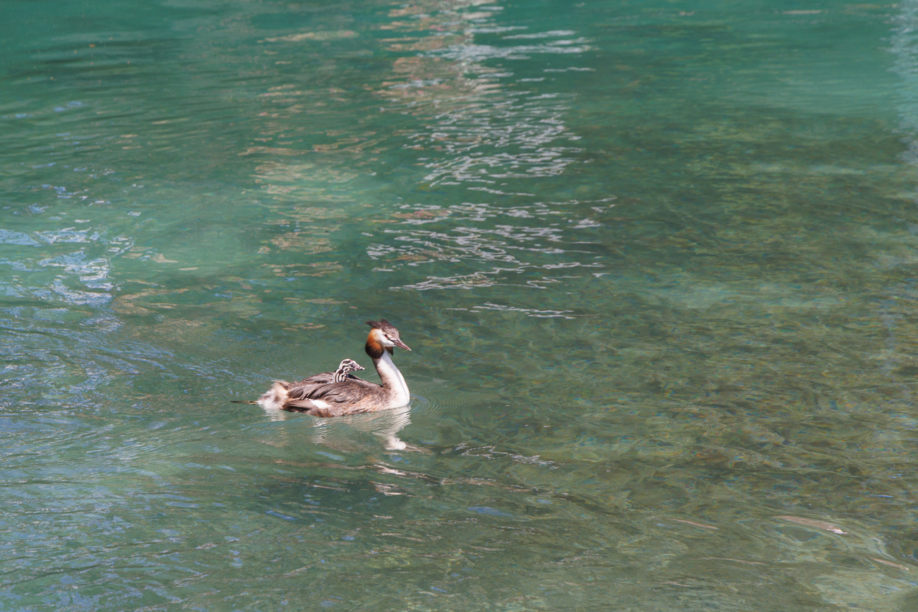 Haubentaucher [Podiceps cristatus] mit Nachwuchs auf dem R&uuml;cken