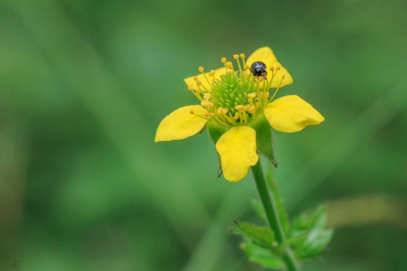 Gro&szlig;bl&auml;ttrige Nelkenwurz [Geum macrophyllum Willd.] mit Besuch
