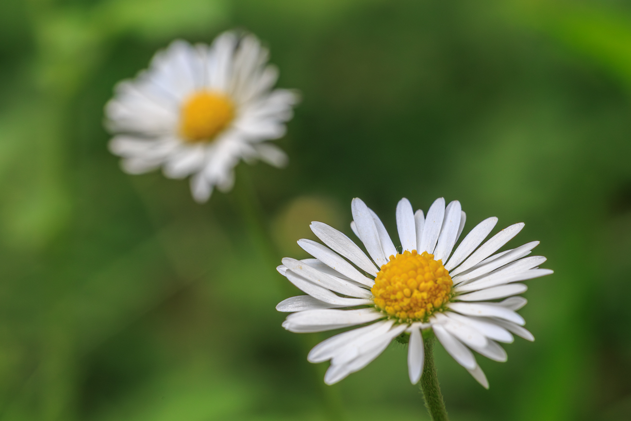 G&auml;nsebl&uuml;mchen [Bellis perennis L.]