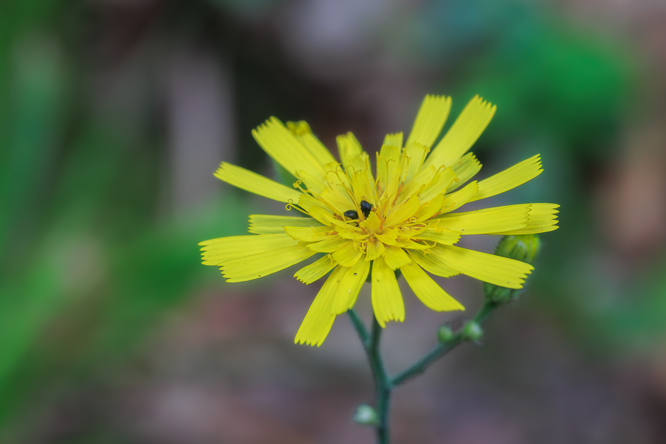 Wald Habichtskraut [Hieracium murorum]