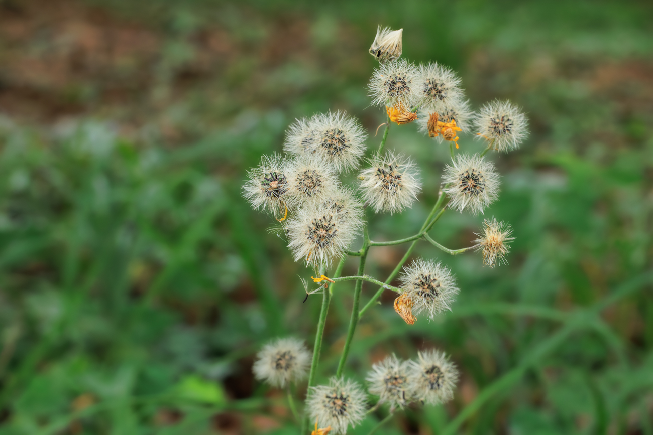 Wald Habichtskraut [Hieracium murorum]