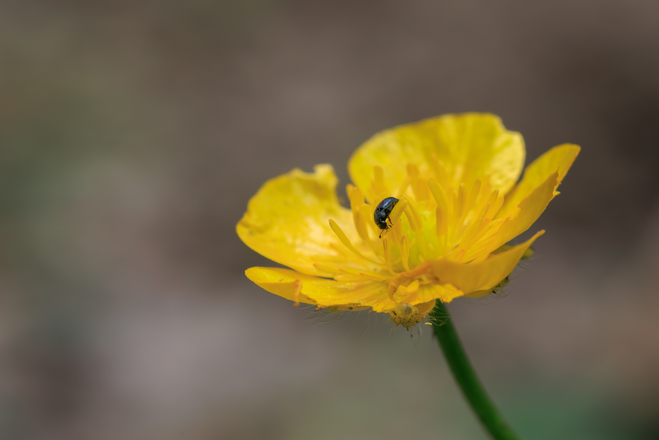 Wald Hahnenfu&szlig; [Ranunculus tuberosus Lapeyr.] mit Besuch