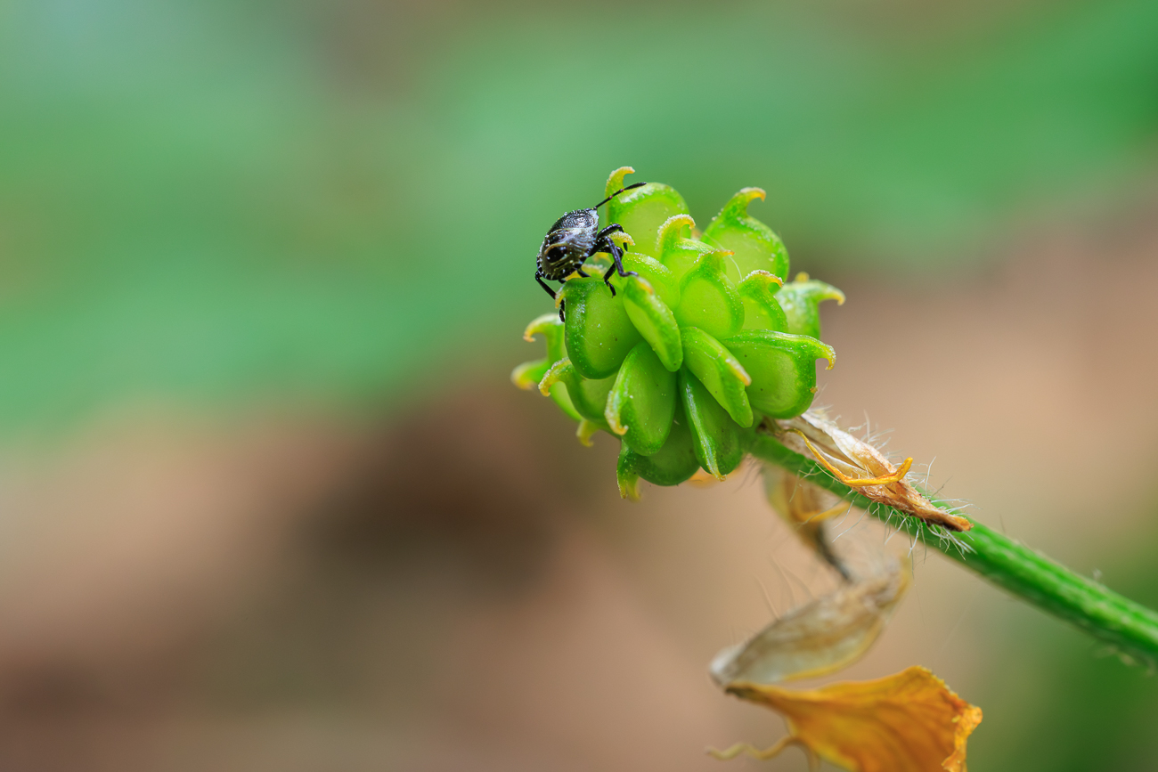 Knolliger Hahnenfu&szlig; [Ranunculus bulbosus L.] mit Besuch