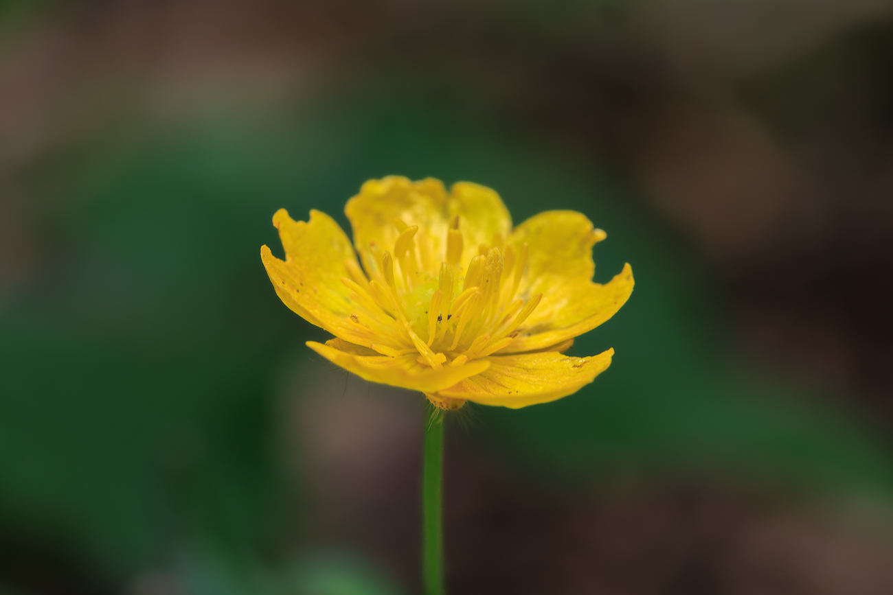 Wald Hahnenfu&szlig; [Ranunculus tuberosus Lapeyr.]