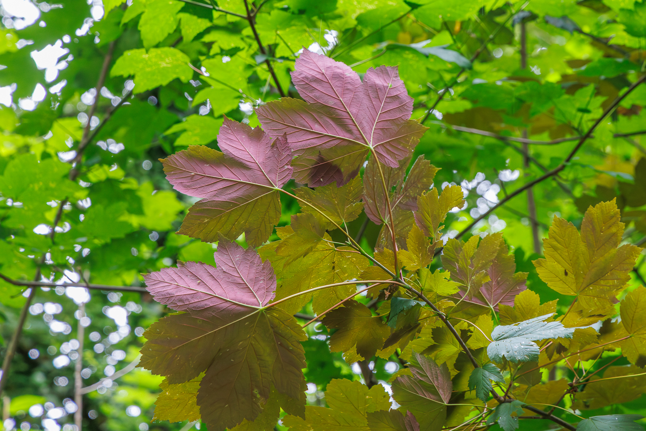 Berg Ahorn [Acer pseudoplatanus L.] die Unterseite verf&auml;rbt sich je nach LichteinfallNach dem Foto ging es im Laufschritt zum Parkplatz, da ein Gewitter &uuml;ber uns hereinbrach :-(