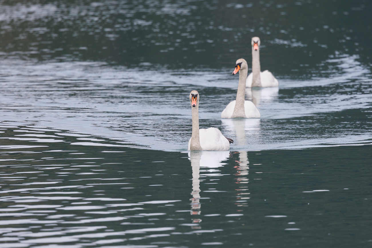H&ouml;ckerschw&auml;ne [Cygnus olor]