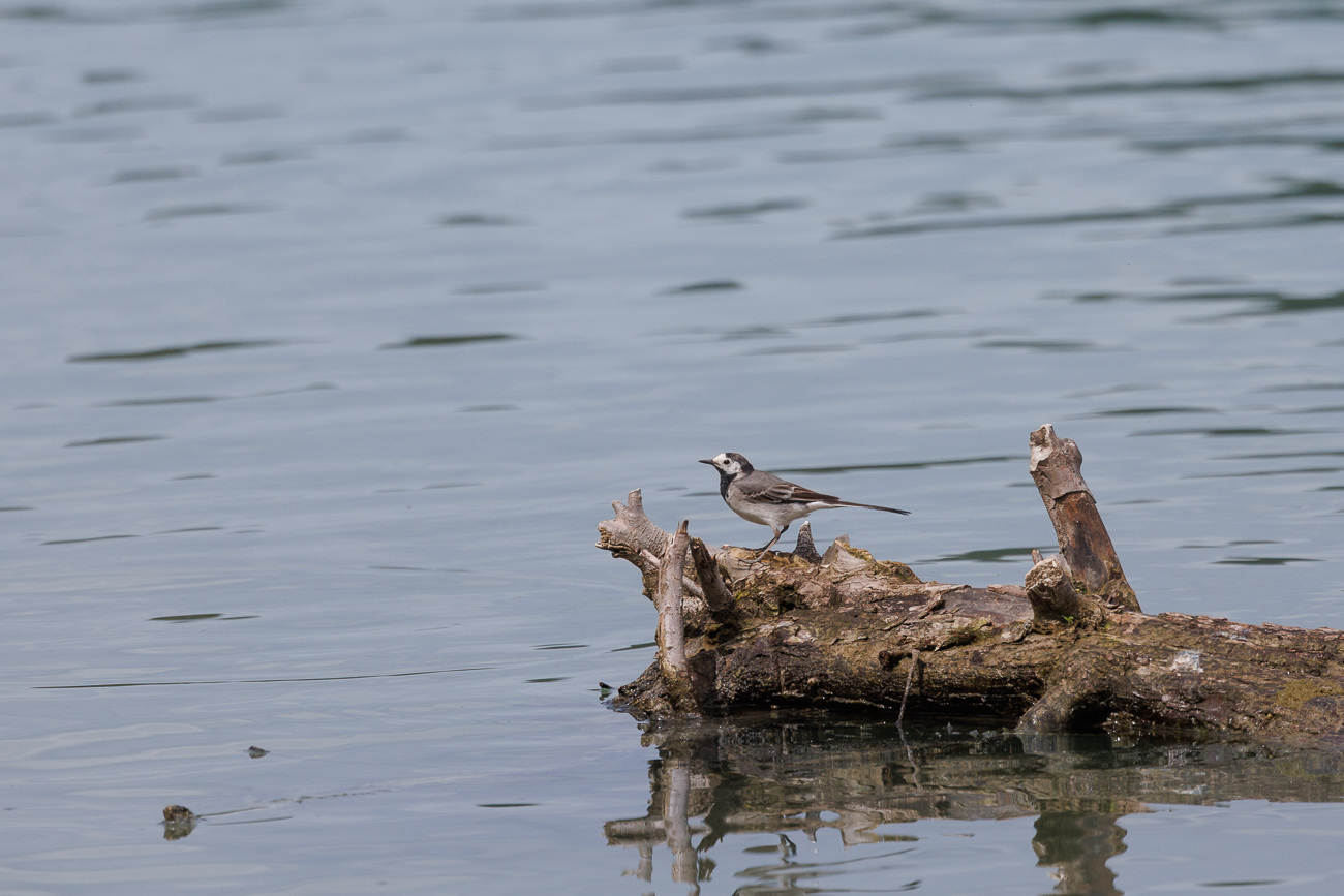 Auch die Bachstelze [Motacilla alba] war ein h&auml;ufiger Gast