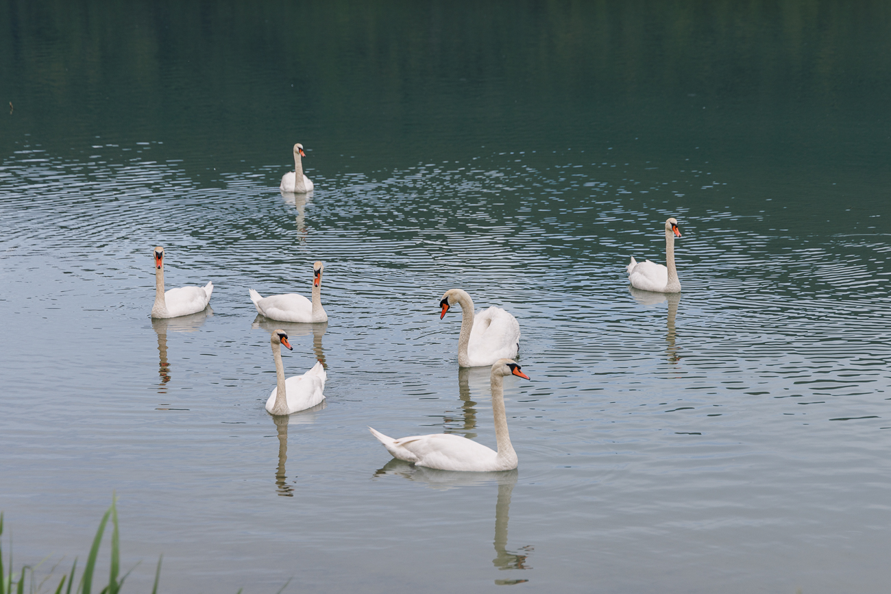 Schwanensee ;-)