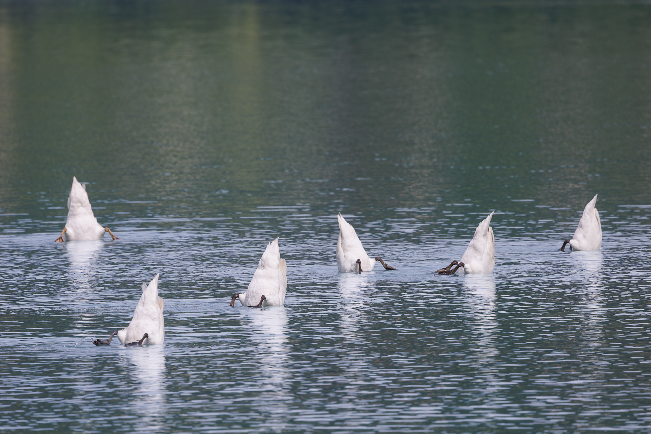 K&ouml;pfchen in das Wasser, Schw&auml;nzchen in die H&ouml;h' ;-)