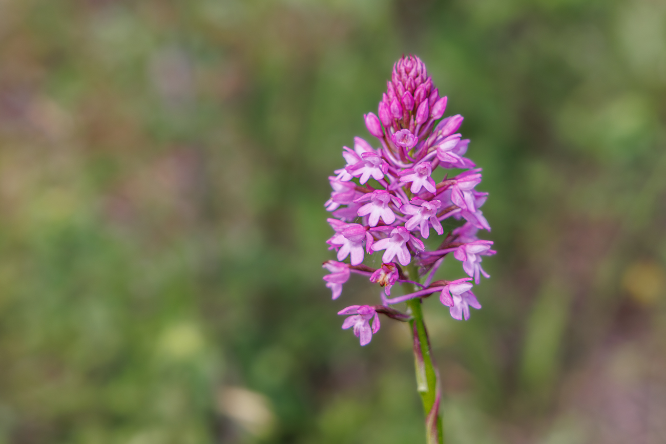 Pyramiden Hundswurz [Anacamptis pyramidalis]