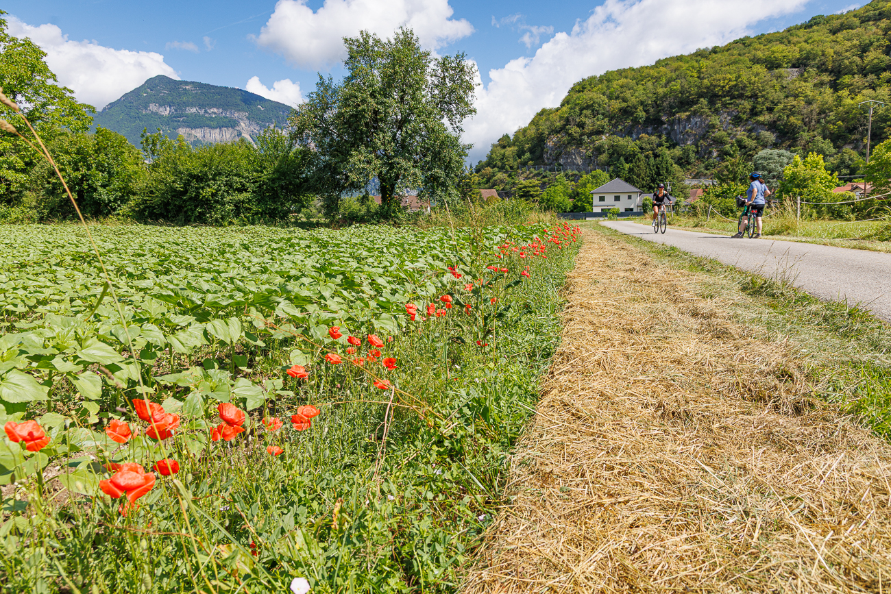 Mohnstreifen am Wegesrand
