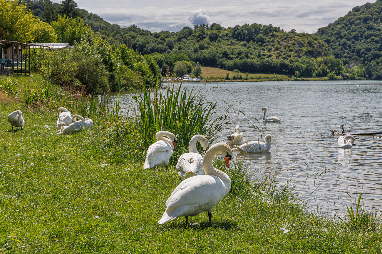 Zur&uuml;ck am Campingplatz, sind am See vor unserer Cabana wieder viele Schw&auml;ne bei der K&ouml;rperpflege