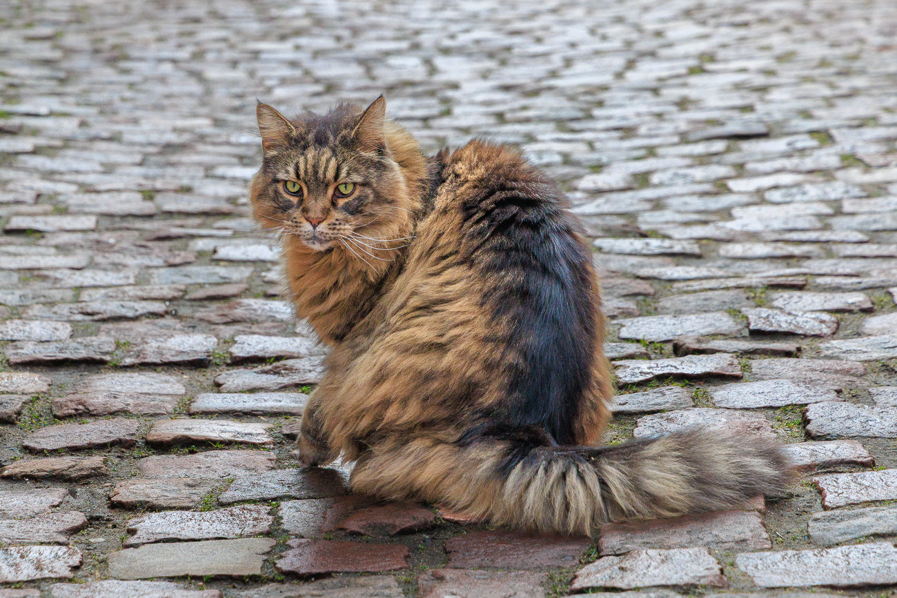 Ich kenne mich mit Katzenrassen nicht aus ...