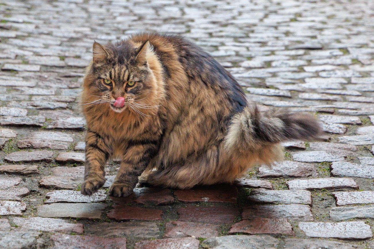 ... das könnte eine Norwegische Waldkatze sein