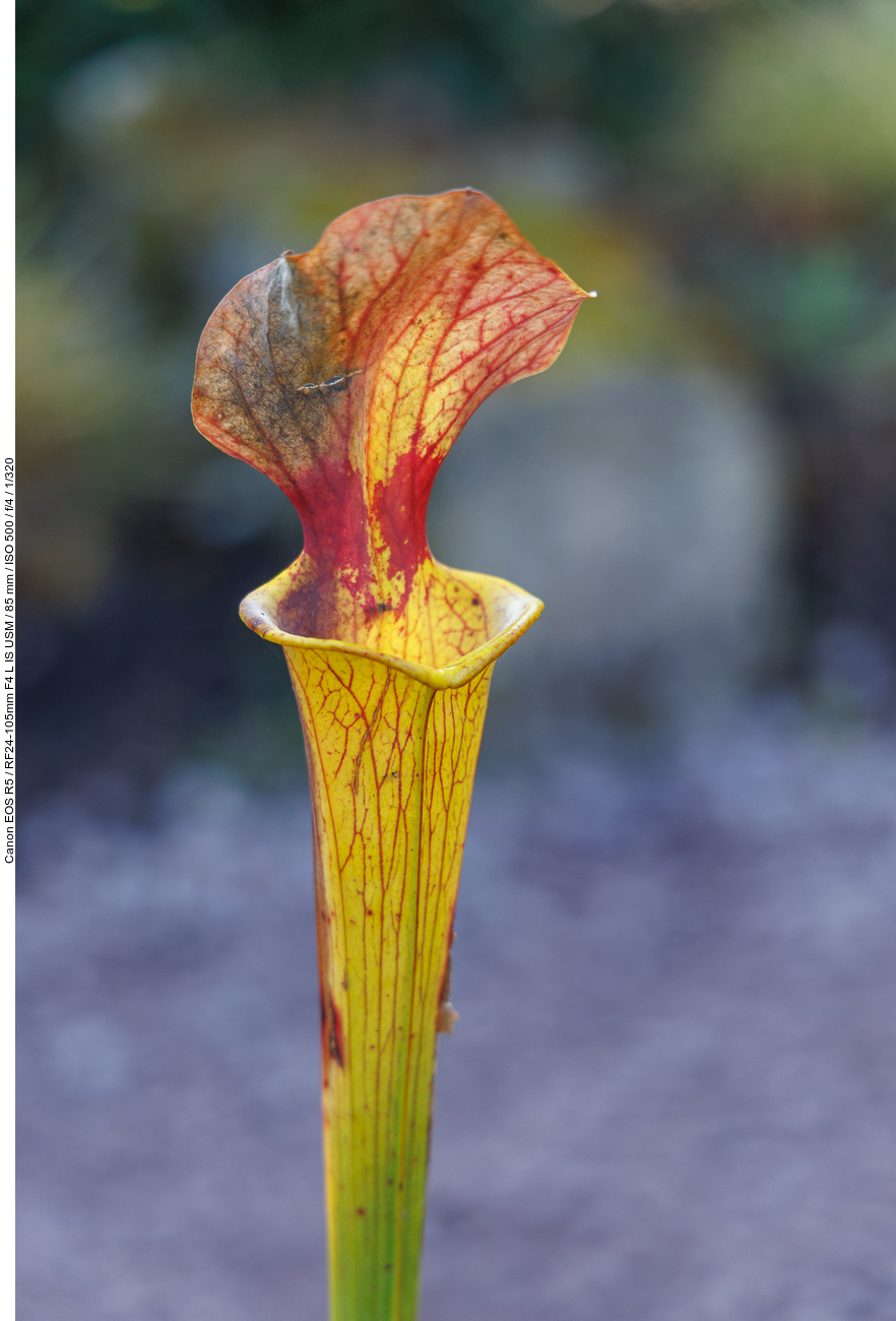 Rote Schlauchpflanze [Sarracenia rubra Walter]