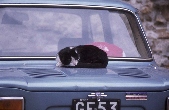 Katze auf der warmen Motorhaube