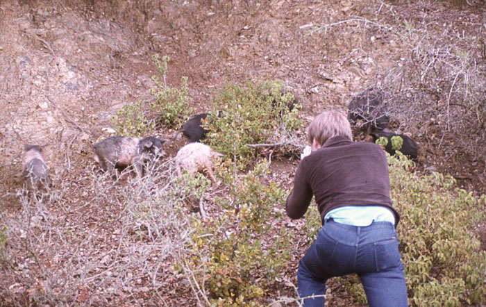Olli auf Schweinejagd