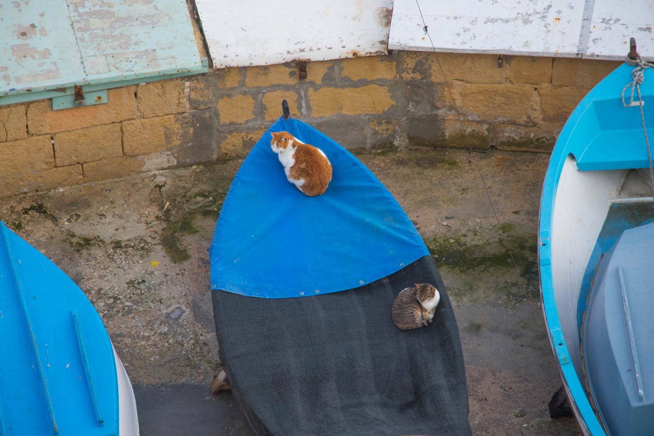 Müde Katzen 