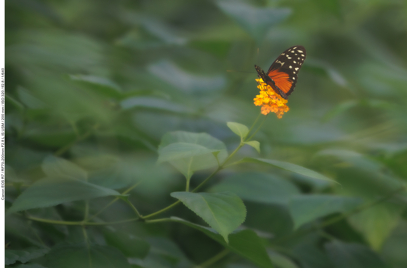 Goldener Hekale [Heliconius hecale]
