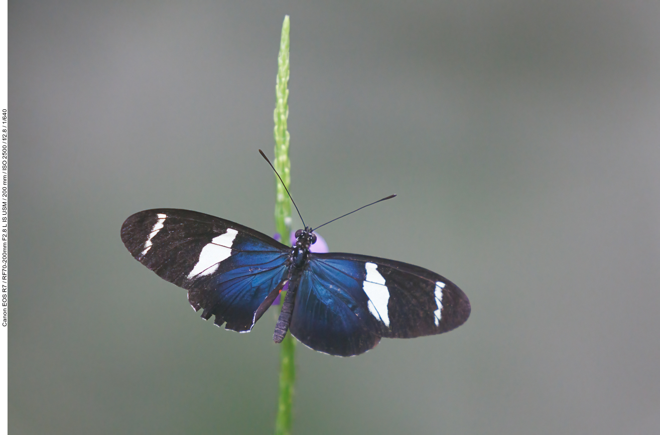 Schmetterling, nicht bestimmt