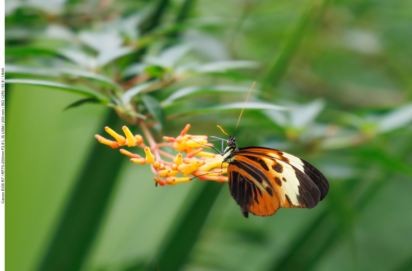 Schmetterling, nicht bestimmt