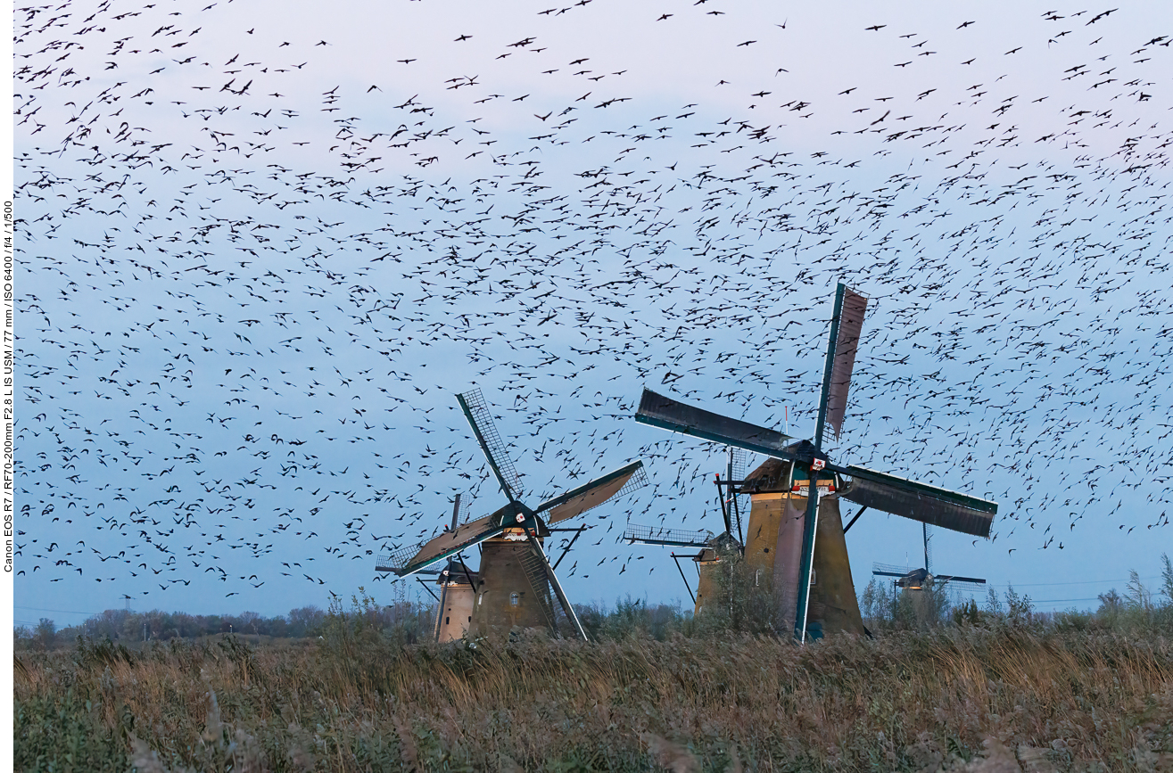 Hunderte (tausende?) Vögel fliegen in der Abenddämmerung um die Mühlen