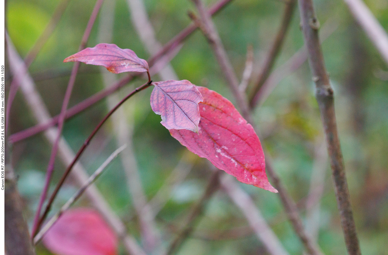Blätter des Echten Hartriegel [Cornus sanguinea]