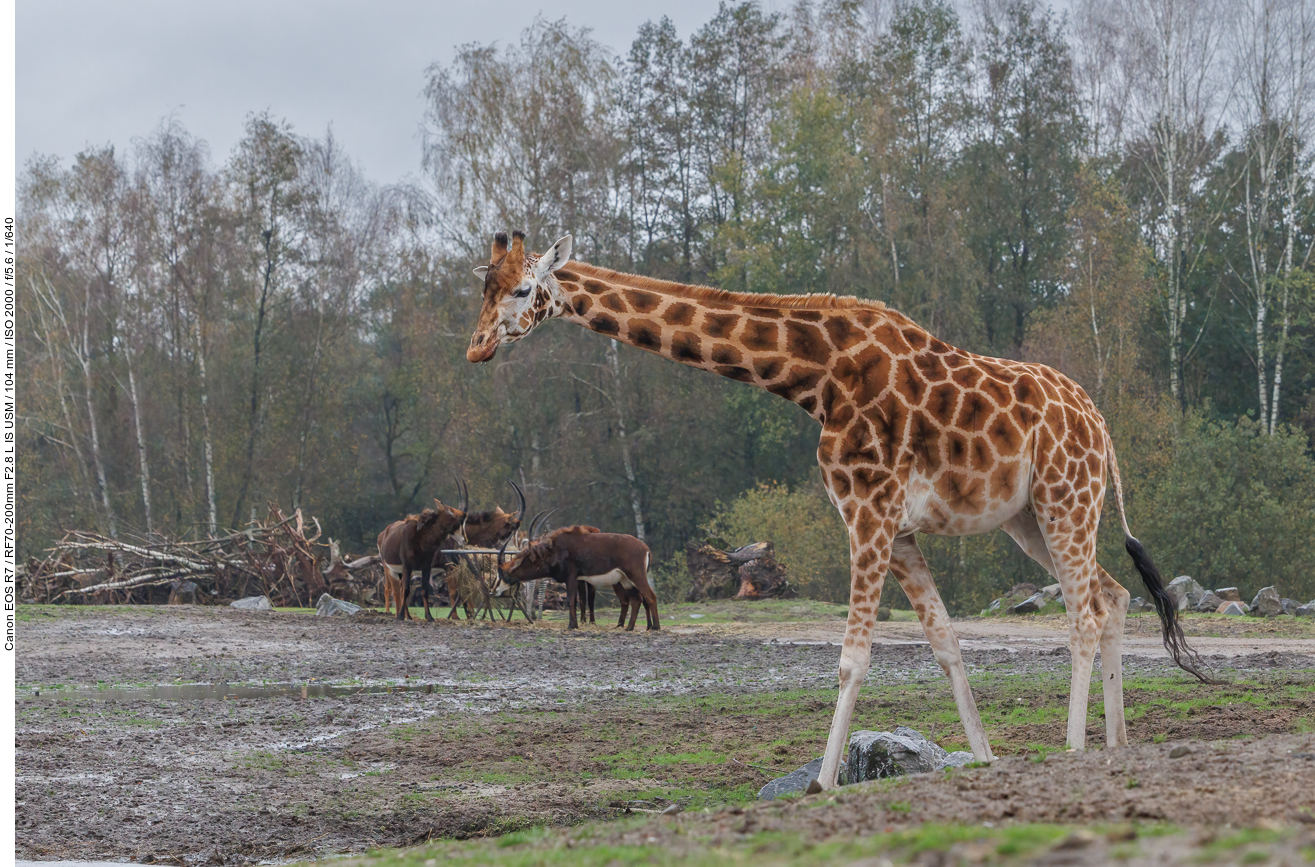 Giraffe