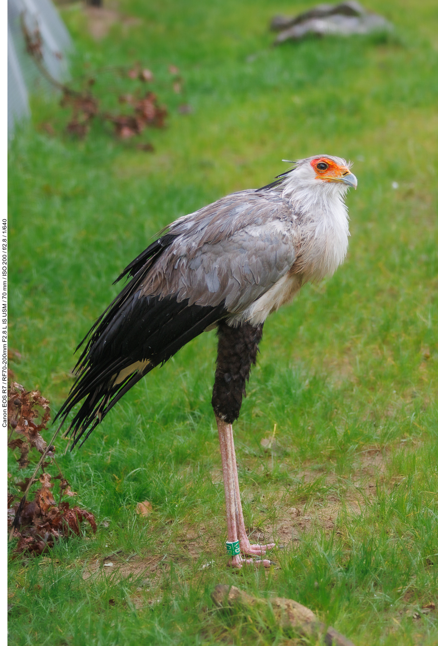 Sekretär