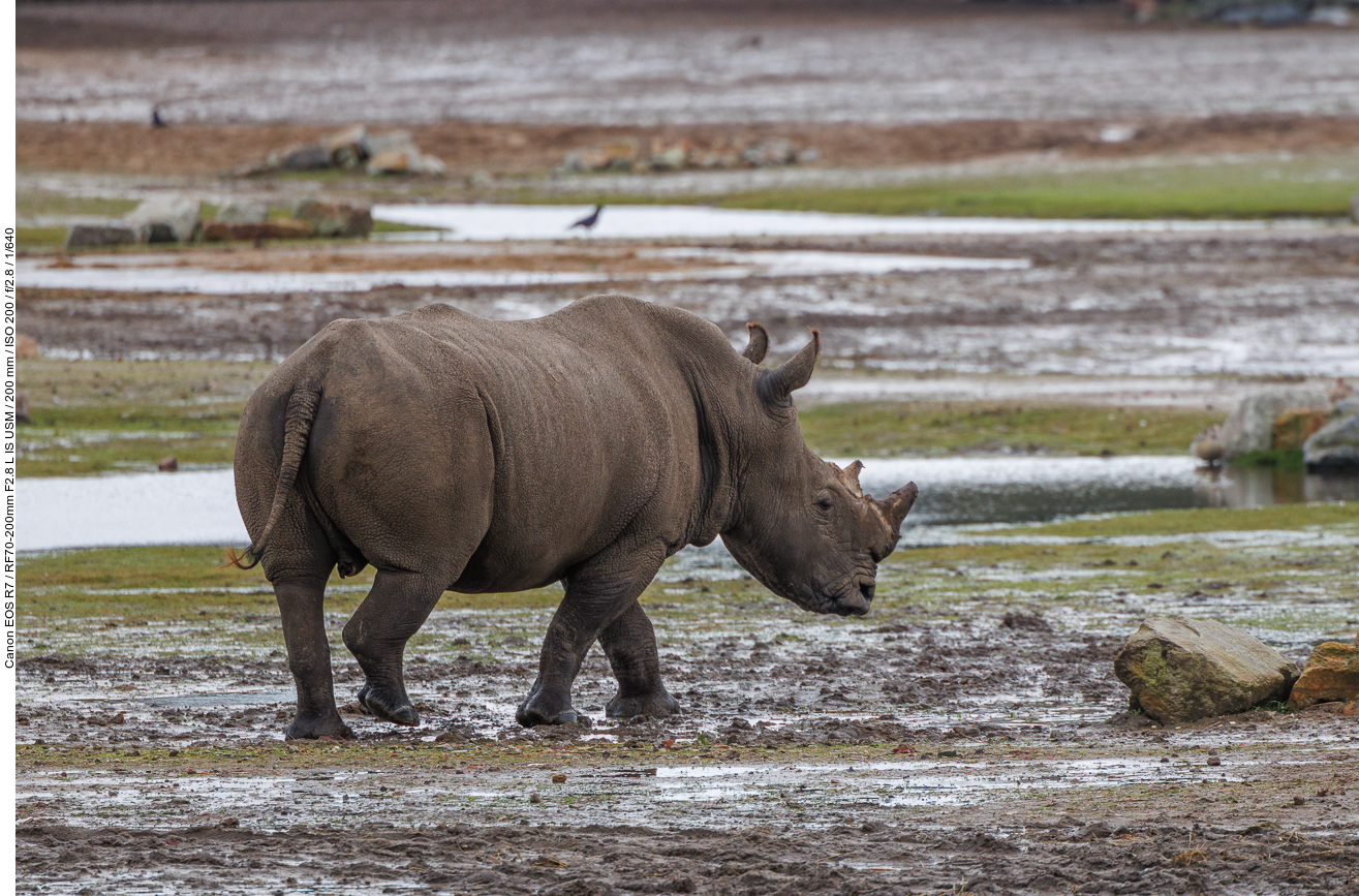 Breitmaul Nashorn