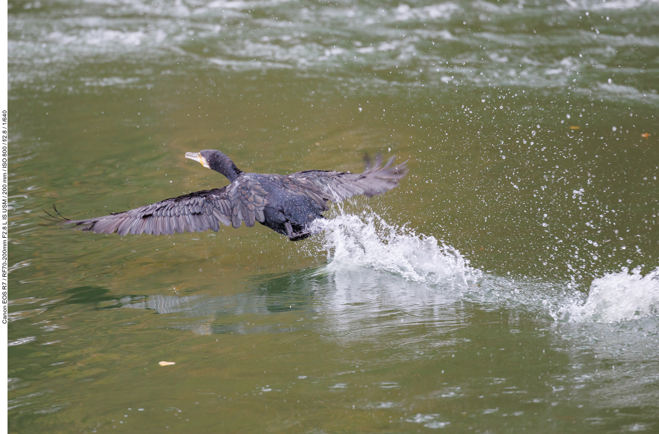Startender Kormoran