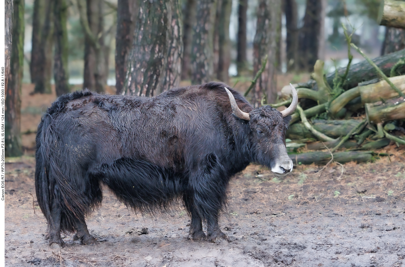 Yak