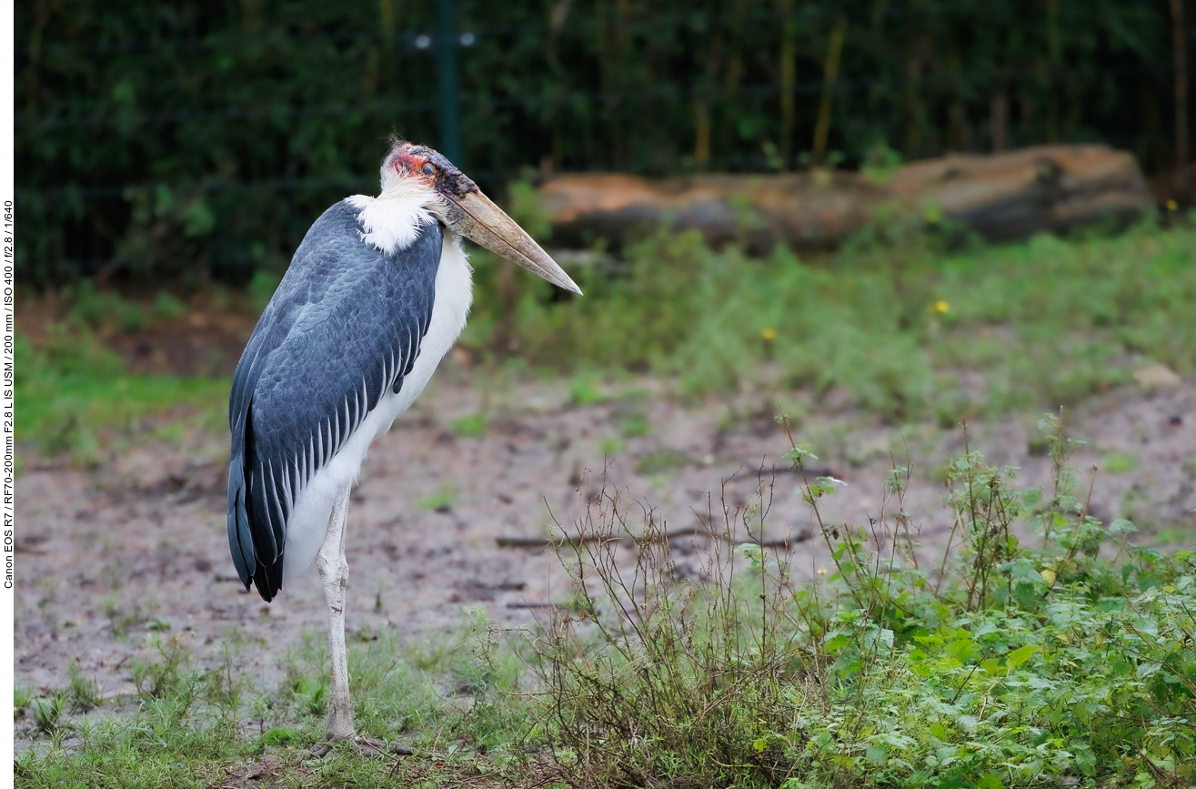 Marabu