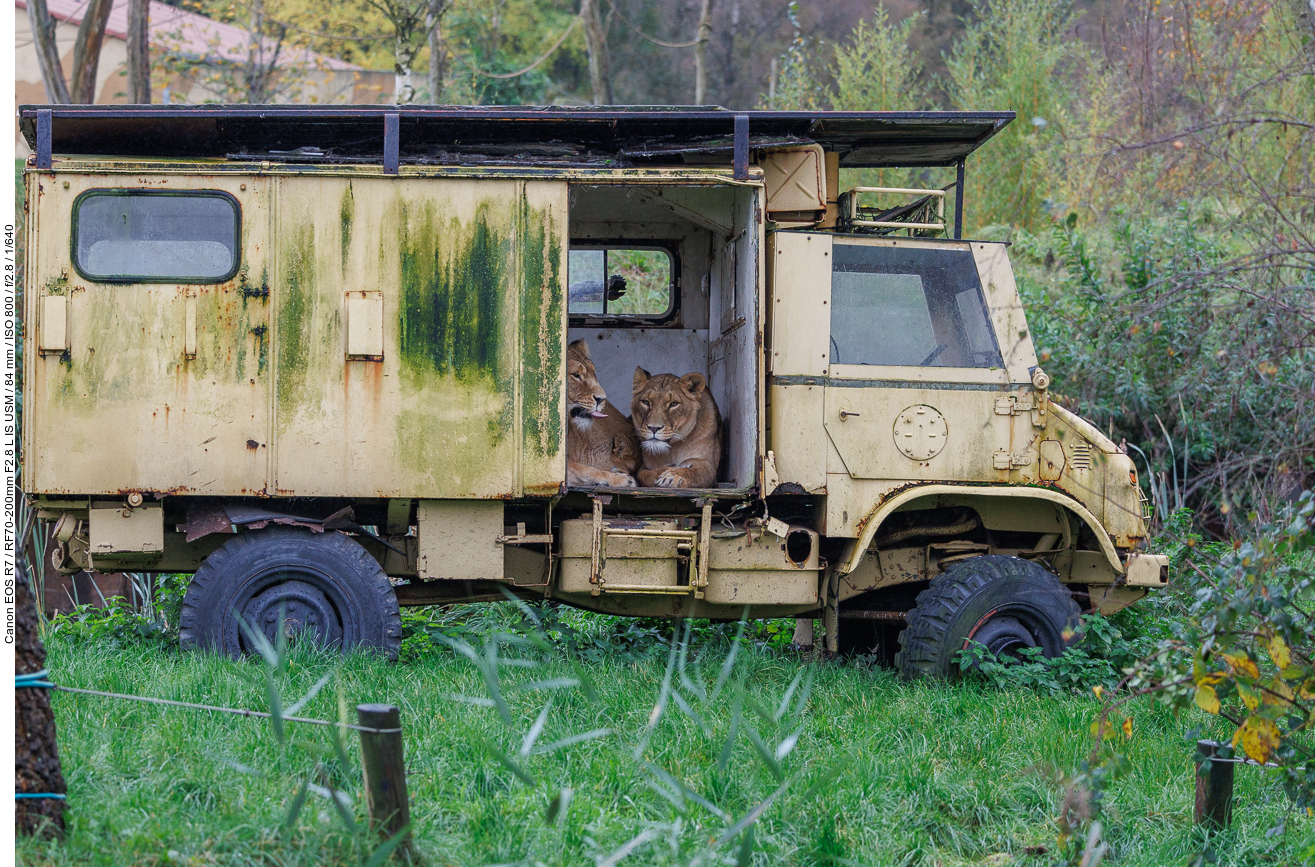 Im Unimog können sich die Löwen ...