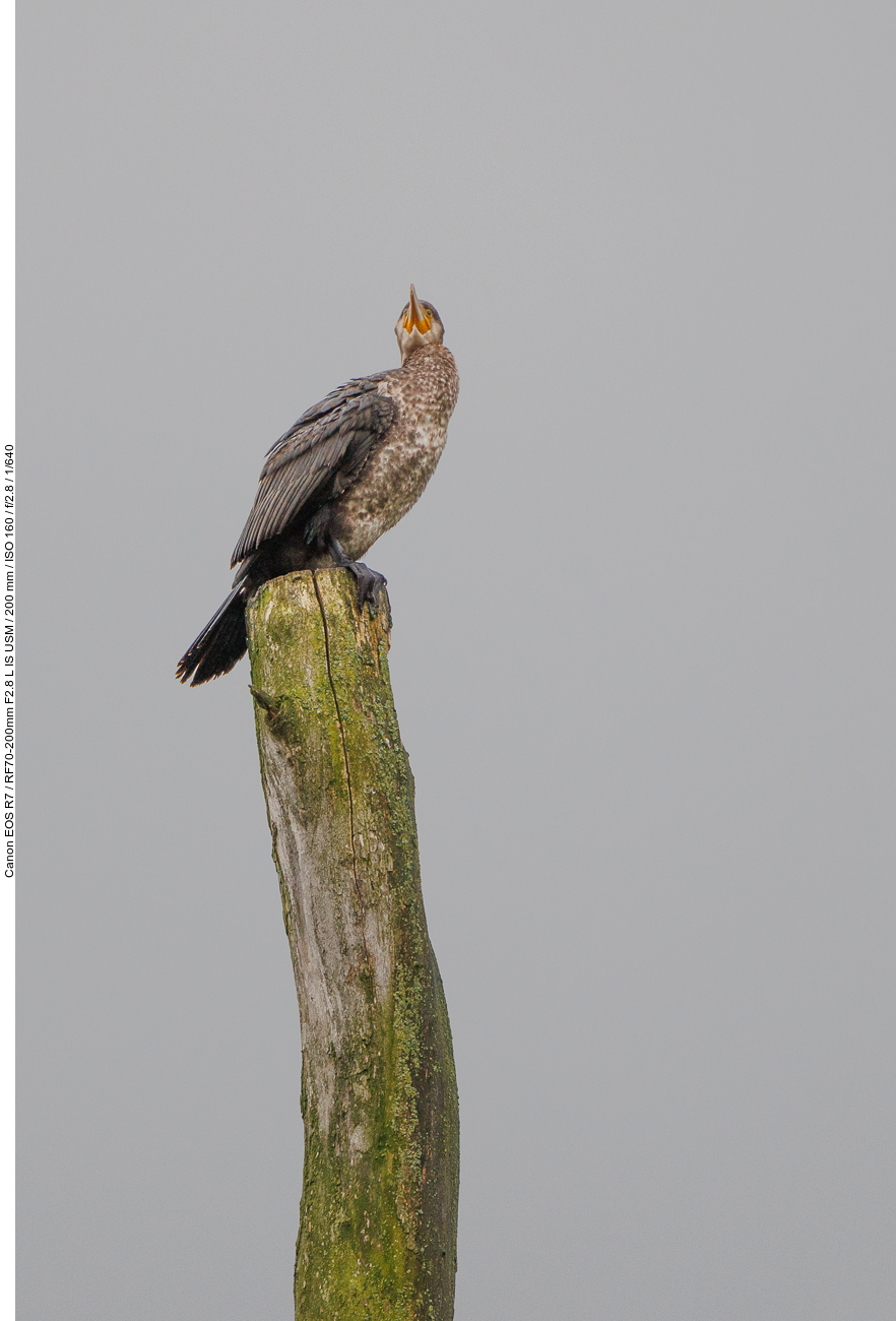 Dem Kormoran macht der Regen nichts aus