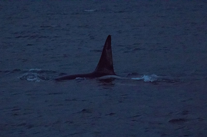 Großer Orca