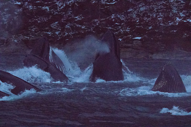 ... und verschlingen die Fische