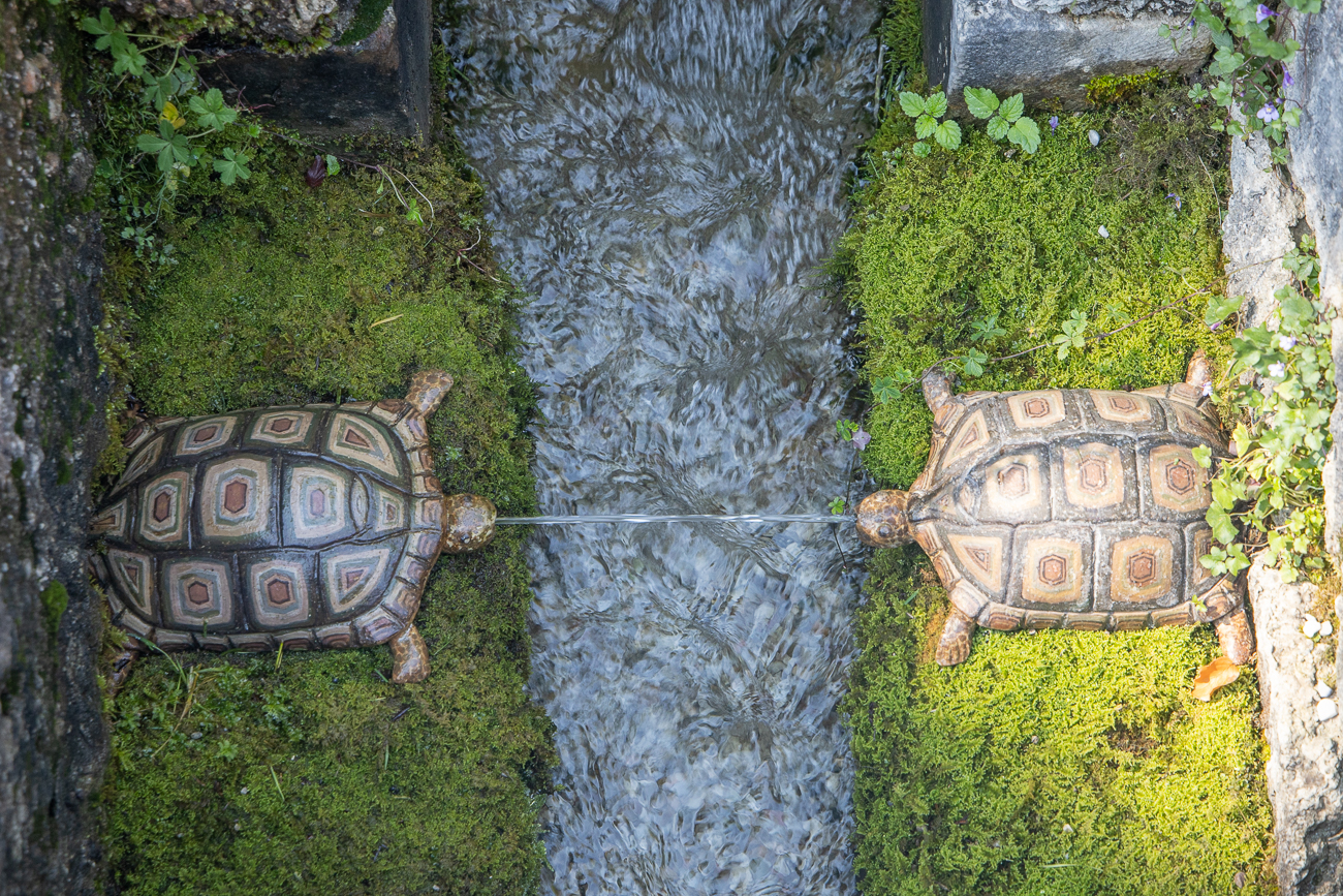 Wasserspeieende Schildkröten