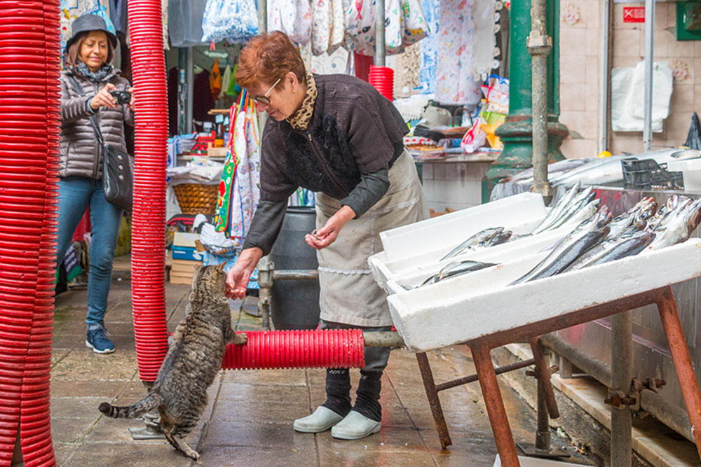 Katzen haben es bei der Fischverkäuferin gut 